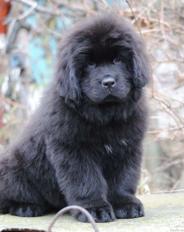 Фото: ньюфаундленд Моя Стихия Ники Де Сен Фаль