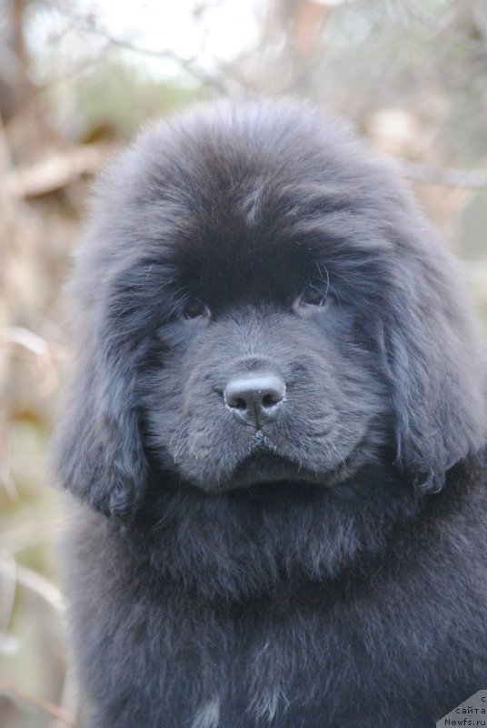 Фото: ньюфаундленд Моя Стихия Ники Де Сен Фаль