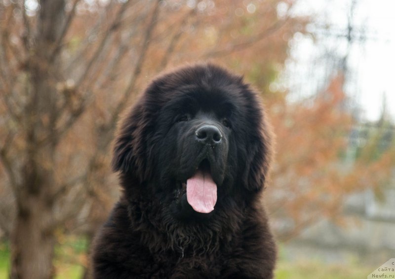 Фото: ньюфаундленд Супер Премиум Цириус