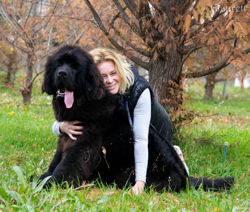 Фото: ньюфаундленд Супер Премиум Цириус