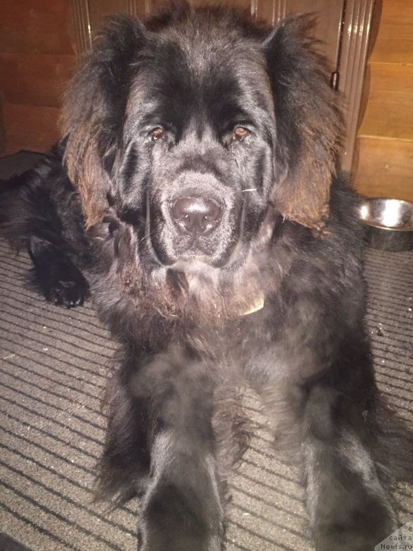 Фото: ньюфаундленд Браунблад МСК Бреда Коллин