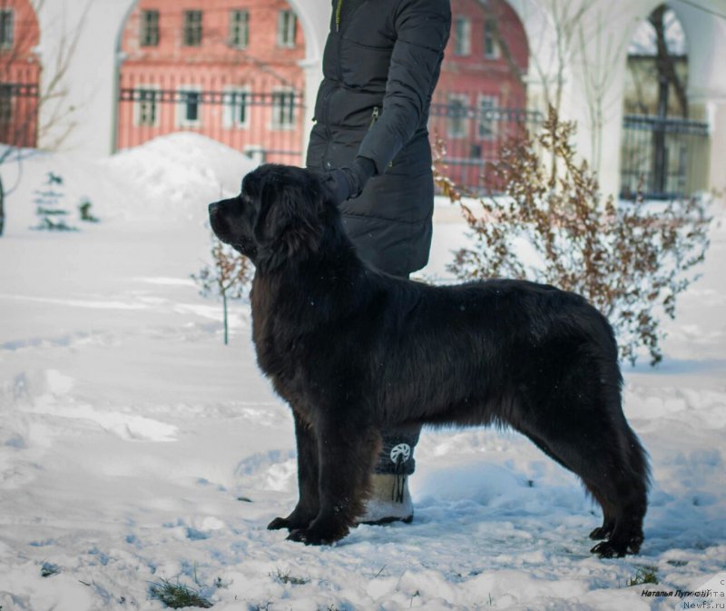 Фото: ньюфаундленд Сент Джонс Заура (Sent Djons Zaura)