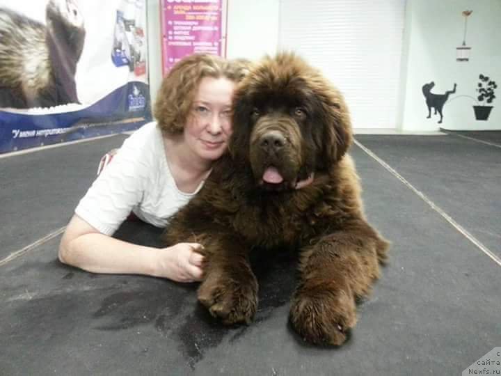 Фото: ньюфаундленд Браунблад МСК Велес Алистер (Brownblood MSK Veles Alister)