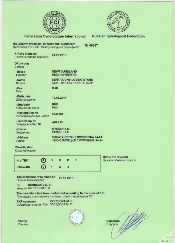 Фото: ньюфаундленд Сент Джонс Лавин Стэар (Sent Djons Loving Stare)