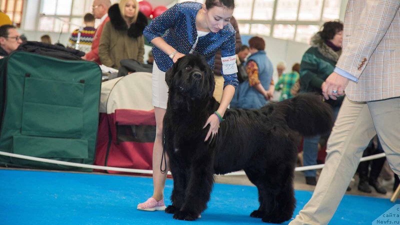 Фото: ньюфаундленд Акватория Келвин Явное Чудо