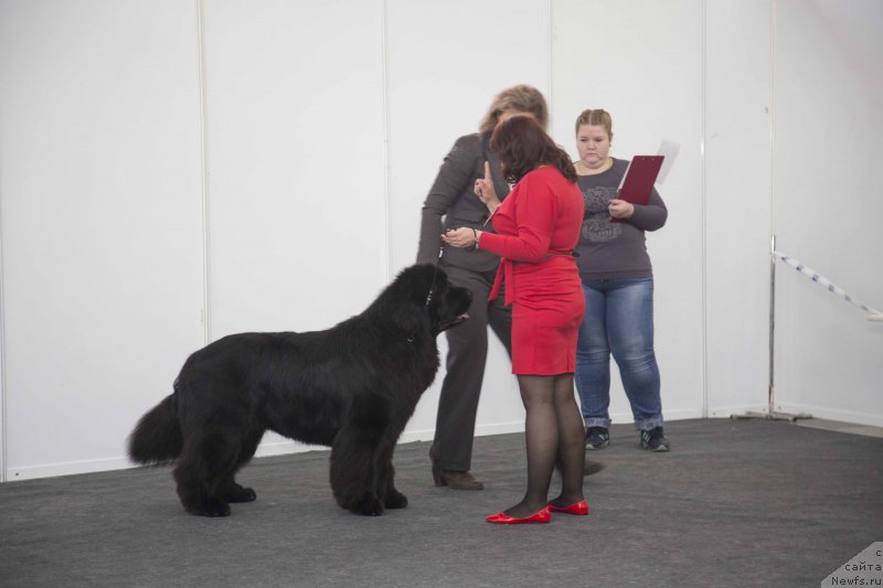 Фото: ньюфаундленд Ньюфорт Шон Волмари Триумф (Njufort Shawn Wallmar Triumph)