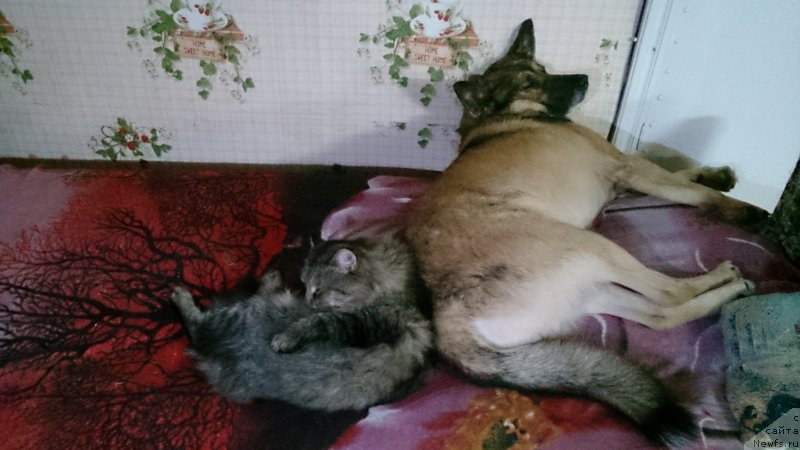 Фотография № 216794