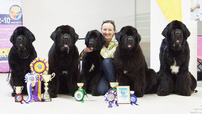 Фото: ньюфаундленд Бегущая по Волнам Зефирин Друэн (Beguschaya po Volnam Zephirine Drouhin), ньюфаундленд Бегущая по Волнам Вицерой (Beguschaya po Volnam Viceroy), ньюфаундленд Бегущая по Волнам Год Блеек Кюеен (Beguschaya po Volnam God Bless Queen), ньюфаундленд Бегущая по Волнам Браво Брависсимо (Beguschaya po Volnam Bravo Bravissimo), ньюфаундленд Бегущая по Волнам Чарт Топпер (Beguschaya po Volnam Сhart Topper)
