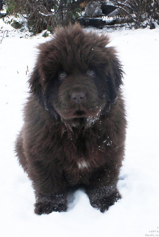 Фото: ньюфаундленд Браунблад МСК Аванти Дарлинг Кид (Brownblood MSK Avanti Darling Kid)