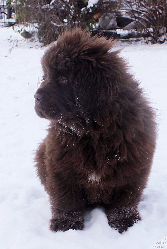 Фото: ньюфаундленд Браунблад МСК Аванти Дарлинг Кид (Brownblood MSK Avanti Darling Kid)
