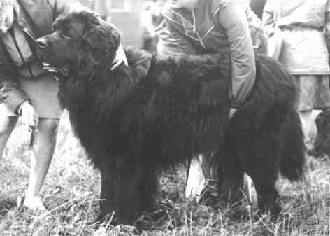 Фото: ньюфаундленд Понтий-Пилат