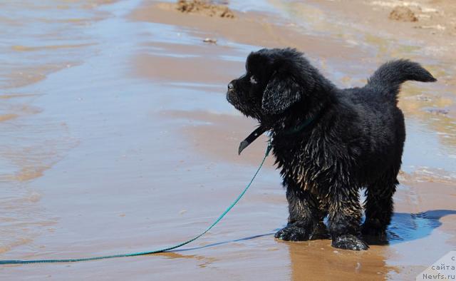 Фото: ньюфаундленд Супер Премиум Вашингтон