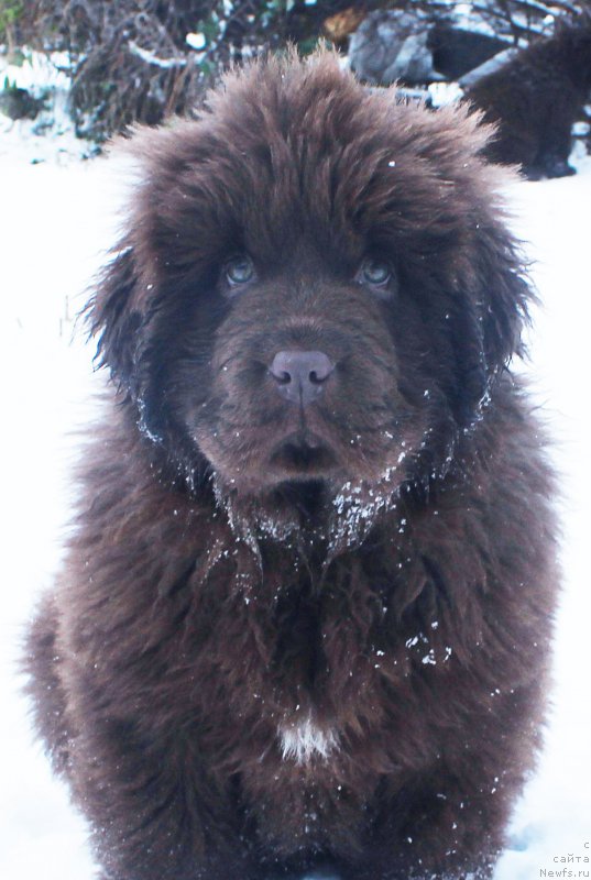Фото: ньюфаундленд Браунблад МСК Аванти Дарлинг Кид (Brownblood MSK Avanti Darling Kid)