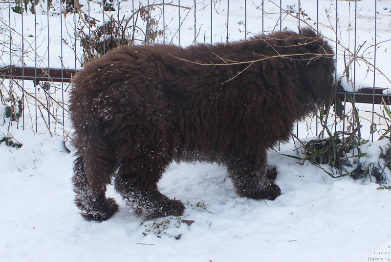 Фото: ньюфаундленд Браунблад МСК Аванти Дарлинг Кид (Brownblood MSK Avanti Darling Kid)