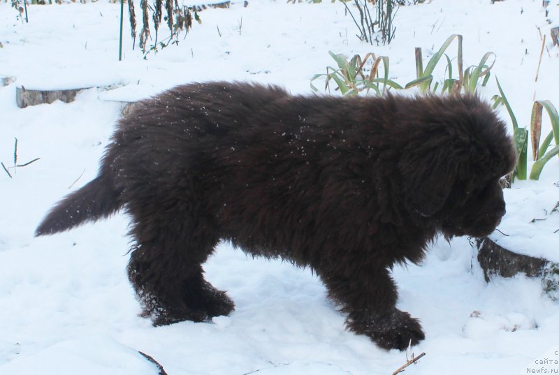 Фото: ньюфаундленд Браунблад МСК Аванти Дарлинг Кид (Brownblood MSK Avanti Darling Kid)