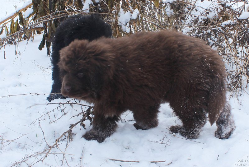 Фото: ньюфаундленд Браунблад МСК Аванти Дарлинг Кид (Brownblood MSK Avanti Darling Kid)