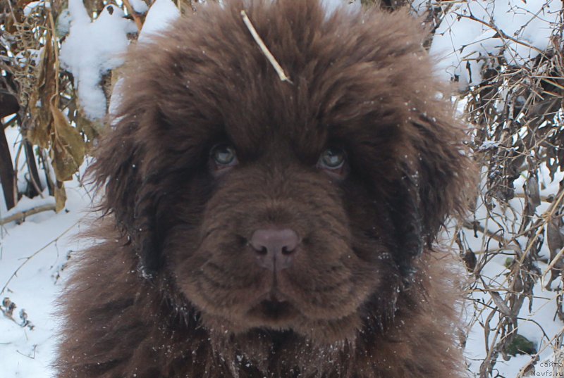 Фото: ньюфаундленд Браунблад МСК Аванти Дарлинг Кид (Brownblood MSK Avanti Darling Kid)
