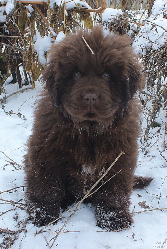 Фото: ньюфаундленд Браунблад МСК Аванти Дарлинг Кид (Brownblood MSK Avanti Darling Kid)