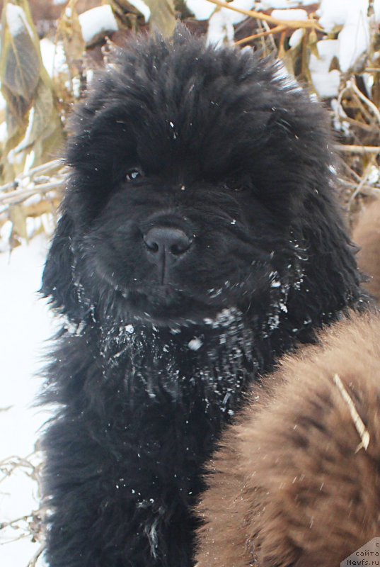 Фото: ньюфаундленд Браунблад МСК Амадей-Дефендер (Brownblood MSK Amadey-Defender)