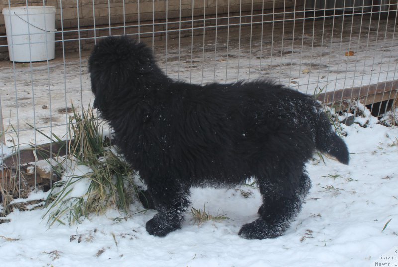 Фото: ньюфаундленд Браунблад МСК Амадей-Дефендер (Brownblood MSK Amadey-Defender)