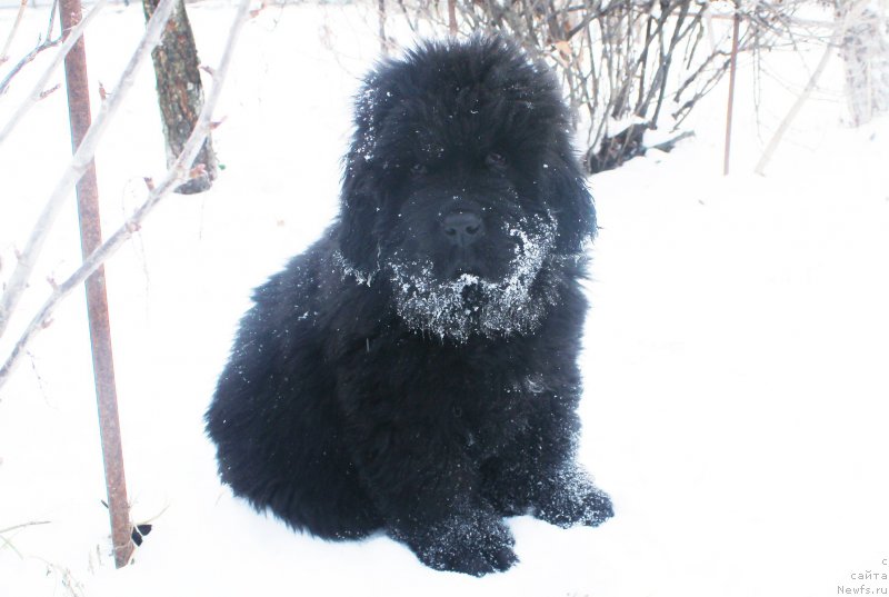 Фото: ньюфаундленд Браунблад МСК Амадей-Дефендер (Brownblood MSK Amadey-Defender)