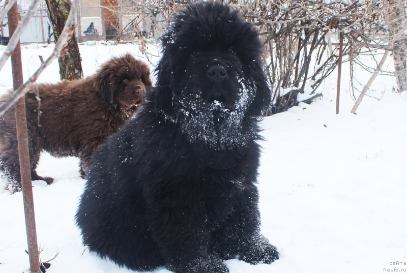 Фото: ньюфаундленд Браунблад МСК Амадей-Дефендер (Brownblood MSK Amadey-Defender)
