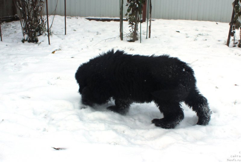 Фото: ньюфаундленд Браунблад МСК Амадей-Дефендер (Brownblood MSK Amadey-Defender)