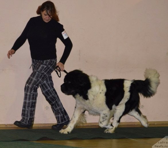 Фото: ньюфаундленд Степная Пальмира Единственный Мой