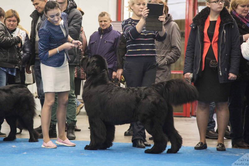 Фото: ньюфаундленд Акватория Келвин Явное Чудо