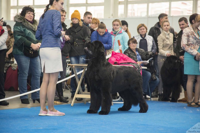 Фото: ньюфаундленд Сент Джонс Лавин Стэар (Sent Djons Loving Stare)