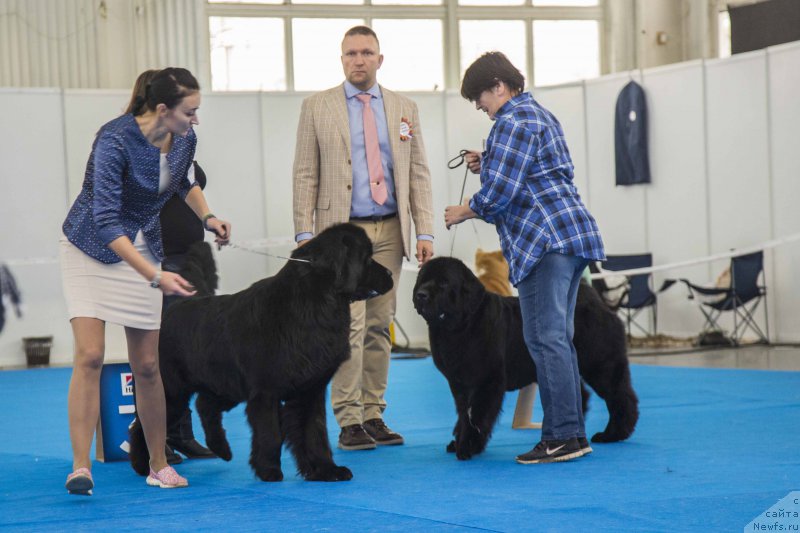 Фото: ньюфаундленд Сент Джонс Лавин Стэар (Sent Djons Loving Stare), ньюфаундленд Акватория Келвин Явное Чудо