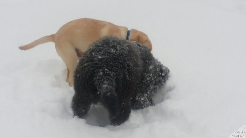 Фото: ньюфаундленд Моя Стихия Мустанг