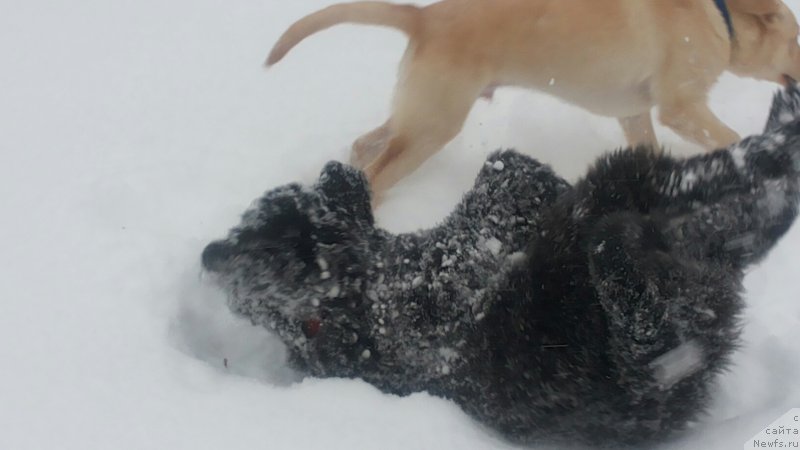 Фото: ньюфаундленд Моя Стихия Мустанг