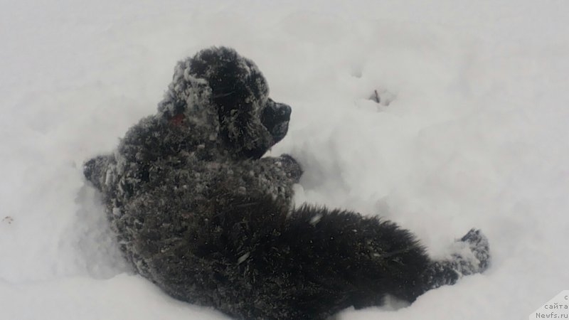 Фото: ньюфаундленд Моя Стихия Мустанг