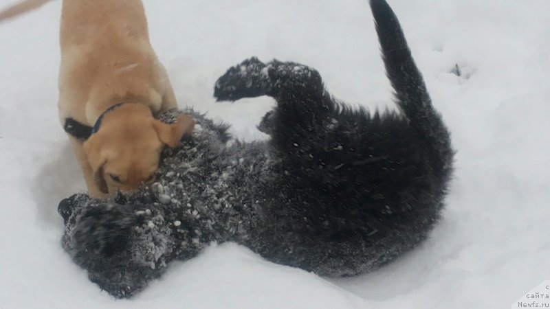 Фото: ньюфаундленд Моя Стихия Мустанг