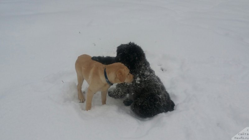 Фото: ньюфаундленд Моя Стихия Мустанг