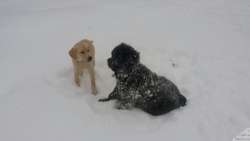 Фото: ньюфаундленд Моя Стихия Мустанг