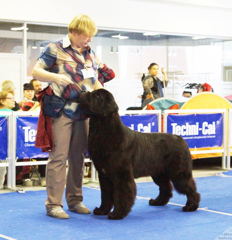 Фото: ньюфаундленд Бегущая по Волнам Вицерой (Beguschaya po Volnam Viceroy)