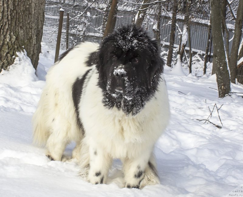 Фотография № 216837