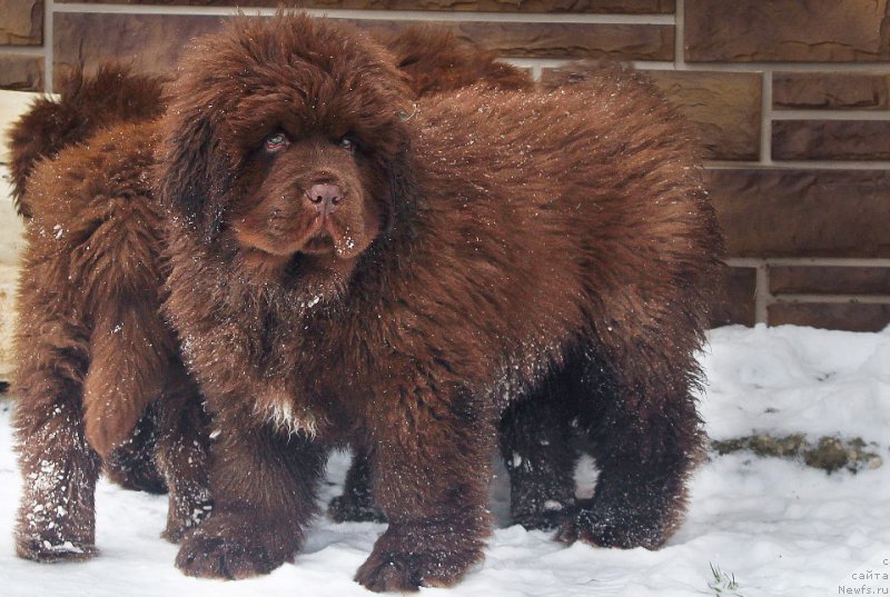 Фото: ньюфаундленд Браунблад МСК Аназер Лав Тендер Эбони (Brownblood MSK Another Love Tender Ebony)