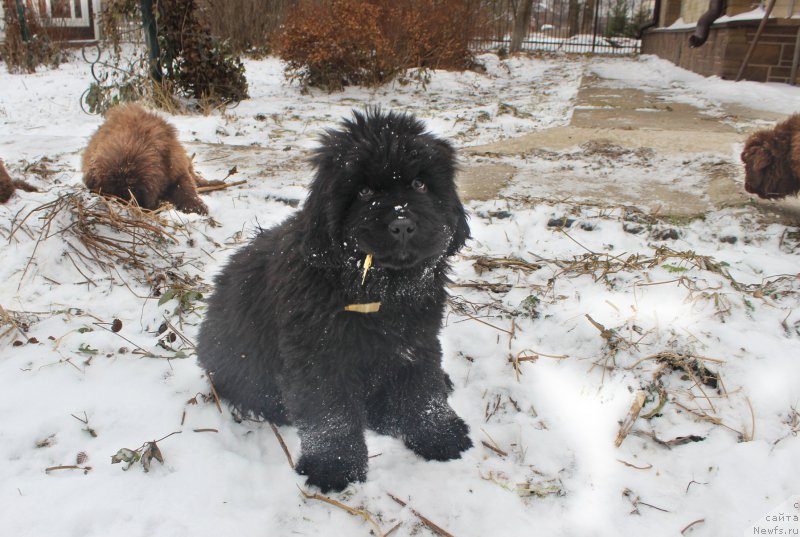 Фото: ньюфаундленд Браунблад МСК Амадей-Дефендер (Brownblood MSK Amadey-Defender)