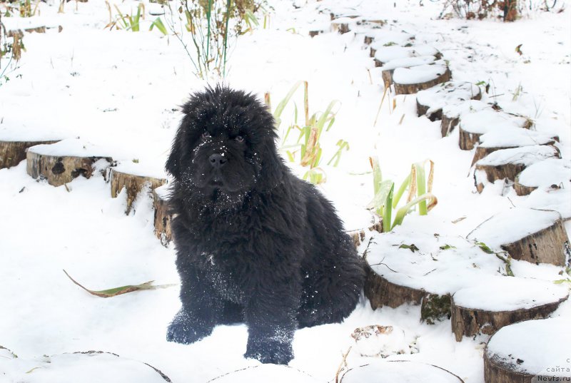 Фото: ньюфаундленд Браунблад МСК Амадей-Дефендер (Brownblood MSK Amadey-Defender)