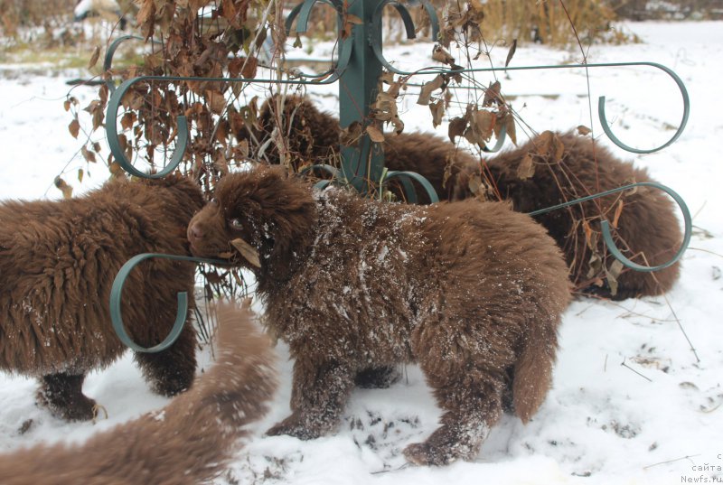 Фото: ньюфаундленд Браунблад МСК Аванти Дарлинг Кид (Brownblood MSK Avanti Darling Kid)
