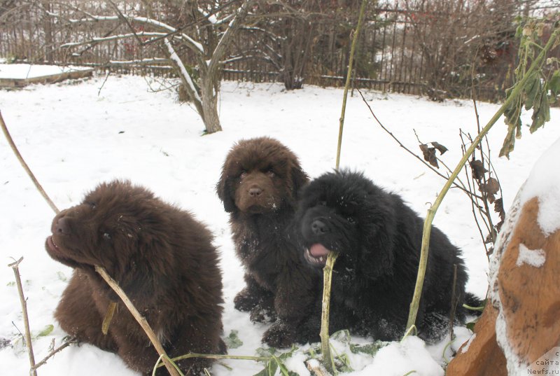 Фото: ньюфаундленд Браунблад МСК Альфа-Ромео Голд Бадди (Brownblood MSK Alfa-Romeo Gold Baddy), ньюфаундленд Браунблад МСК Аванти Дарлинг Кид (Brownblood MSK Avanti Darling Kid), ньюфаундленд Браунблад МСК Амадей-Дефендер (Brownblood MSK Amadey-Defender)