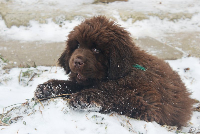 Фото: ньюфаундленд Браунблад МСК Аназер Лав Тендер Эбони (Brownblood MSK Another Love Tender Ebony)