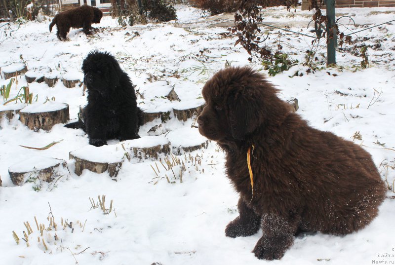 Фото: ньюфаундленд Браунблад МСК Армата Лойар Аид (Brownblood MSK Armata Loyar Aid)