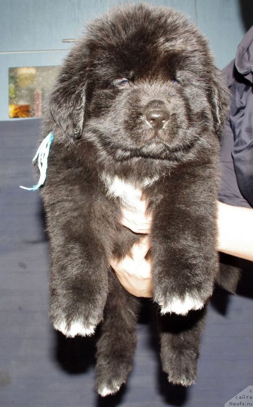 Фото: ньюфаундленд Май Френд Ньюфи Ле Жардан Месье