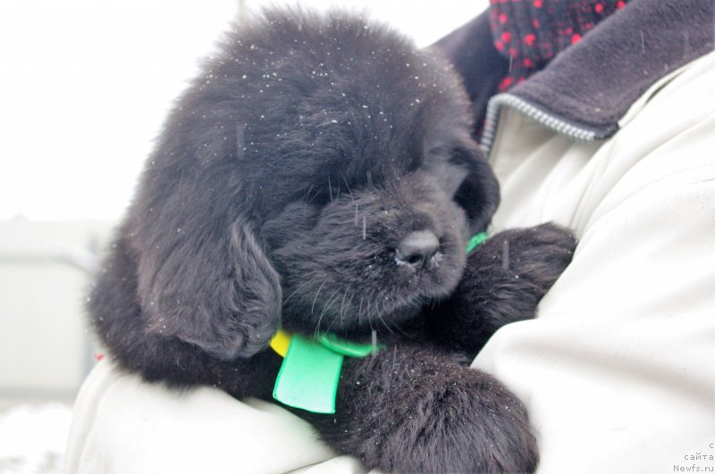 Фото: ньюфаундленд Май Френд Ньюфи Лавендэ Палм (May Frend Newfy Lavender Palm)