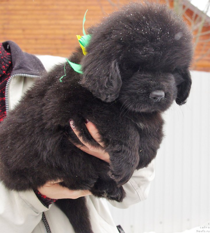 Фото: ньюфаундленд Май Френд Ньюфи Лавендэ Палм (May Frend Newfy Lavender Palm)