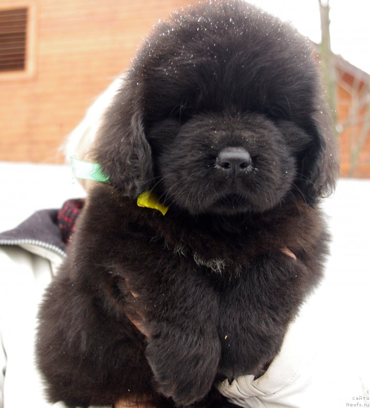 Фото: ньюфаундленд Май Френд Ньюфи Лавендэ Палм (May Frend Newfy Lavender Palm)